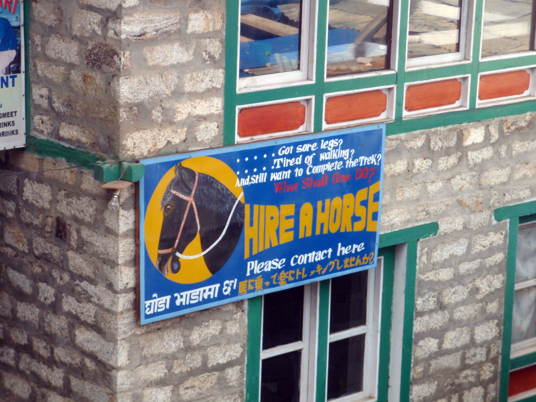 Horse for rent